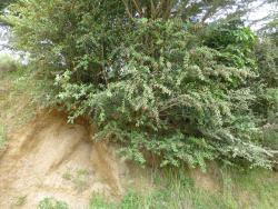 Cotoneaster glaucophyllus: Wild shrub on Taranaki roadside.
 Image: D. Glenny © Landcare Research 2017 CC BY 3.0 NZ